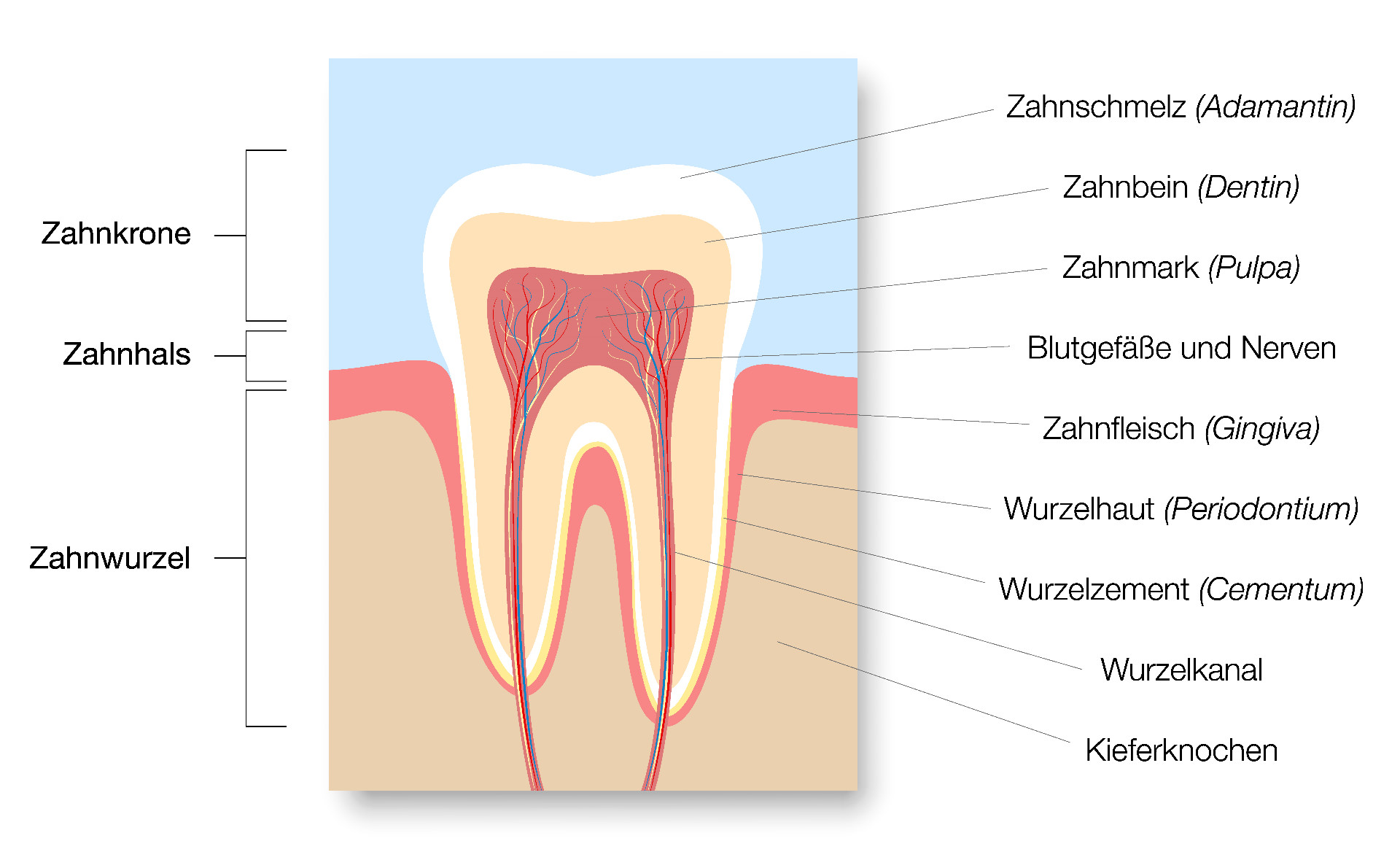 Die Wirkstoffe von Bleaching Strips dringen in den Zahnschmelz ein und verändern dort in einem chemischen Prozess (Oxidation) die Farbmoleküle.